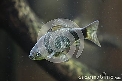 Prussian carp (Carassius gibelio). Stock Photo