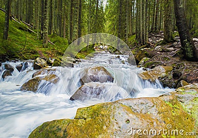 Prut river flowing through the coniferous forest on the hills of Carpathian Mountains, Hoverla National Park. Wild nature scene, Stock Photo