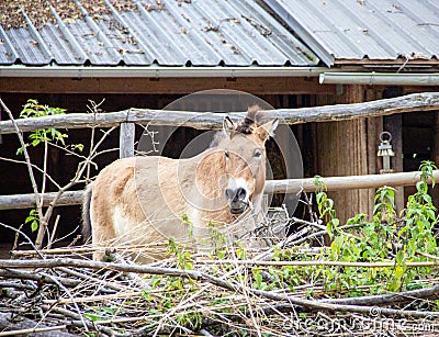The Przewalski horse, also called Takhi, Asian wild horse or Mongolian wild horse Stock Photo