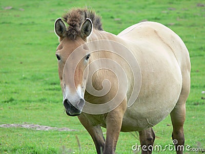 The Przewalski horse, also Takhi, Asian wild horse or Mongolian wild horse called, is the only subspecies of the wild horse which Stock Photo