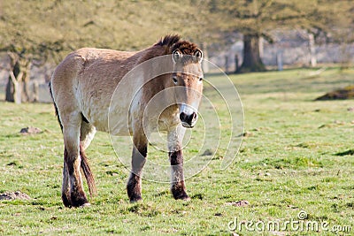 The Przewalski horse, also Takhi, Asian wild horse or Mongolian wild horse called, is the only subspecies of the wild horse which Stock Photo