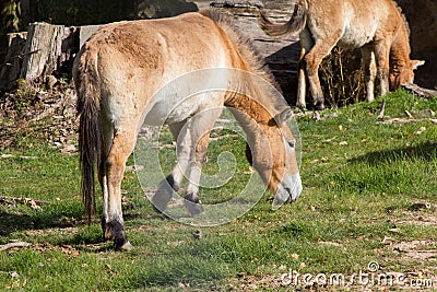 The Przewalski horse, also Takhi, Asian wild horse or Mongolian wild horse called, is the only subspecies of the wild horse which Stock Photo