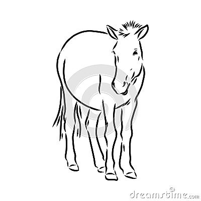 The Przewalski's horse, an abstract image on a white background. Vector illustration, picture a wild stallion Vector Illustration