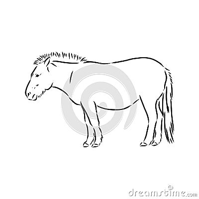 The Przewalski's horse, an abstract image on a white background. Vector illustration, picture a wild stallion Vector Illustration