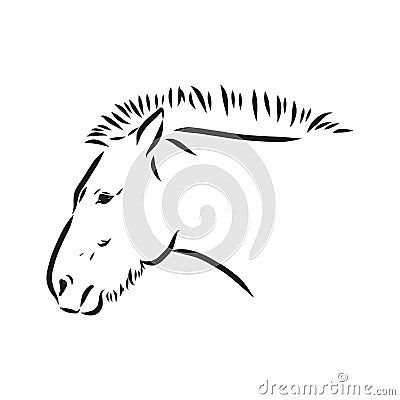 The Przewalski's horse, an abstract image on a white background. Vector illustration, picture a wild stallion Vector Illustration