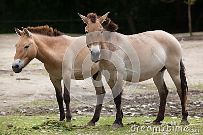 Przewalski`s horse Equus ferus przewalskii Stock Photo