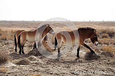 Przewalski's Horse Stock Photo