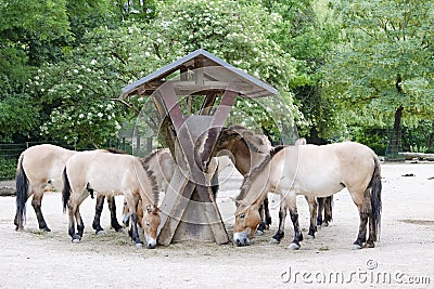 Przewalski`s Horses, Asian wild horses feeding in Zoo Stock Photo