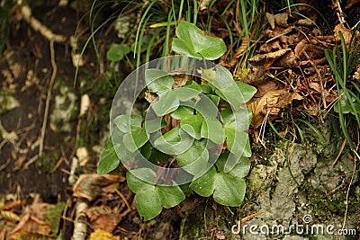 Przylaszczka pospolita, Hepatica nobilis, common hepatica Stock Photo