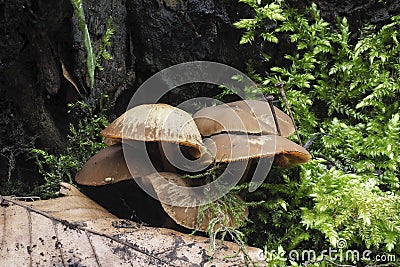 The Psathyrella laevissima is an inedible mushroom Stock Photo