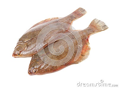 Psetta maxima Turbot Fish Stock Photo
