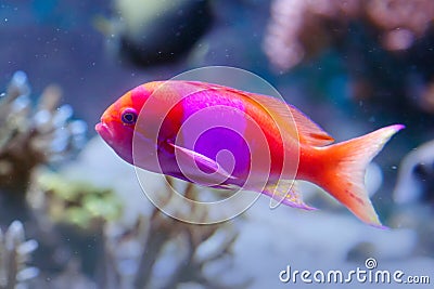 Pseudanthias pleurotaenia also known as the squarespot anthias, pink square anthias, or squarespot fairy basslet Stock Photo