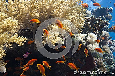 Pseudanthias squamipinnis Stock Photo