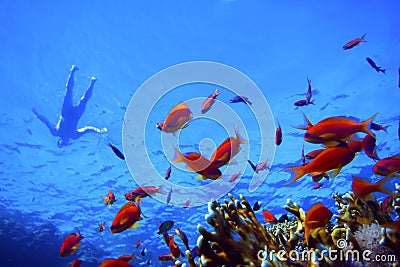 Pseudanthias squamipinnis and swimming man Stock Photo