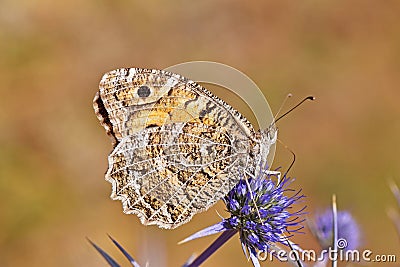 Pseudochazara daghestana butterfly , butterflies of Iran Stock Photo