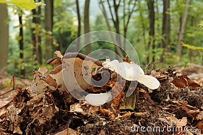 Pseudohydnum gelatinosum fungus Stock Photo