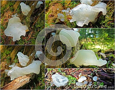 Pseudohydnum gelatinosum fungus Stock Photo