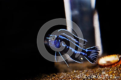 Brichardi Cichlid, African Tanganyika Princess fish - Neolamprologus brichardi Stock Photo