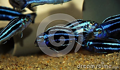 Brichardi Cichlid, African Tanganyika Princess fish - Neolamprologus brichardi Stock Photo