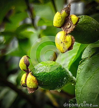 Psidium guajava contains various secondary metabolites, including tannins, essential oils, flavonoids and saponins Stock Photo