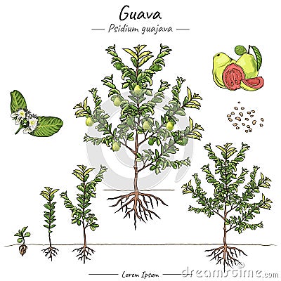 Psidium guajava guava tree illustration set Cartoon Illustration