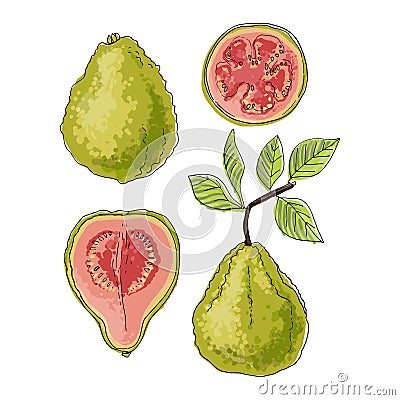 Psidium, Guava fruit Vector food icons of fruits. Colored sketch of food products. Vector Illustration