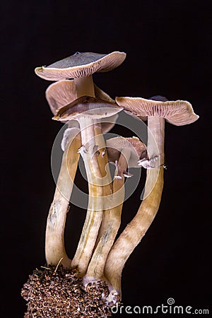 Psilocybe cubensis - fresh magic mushrooms in soil with a black background Stock Photo