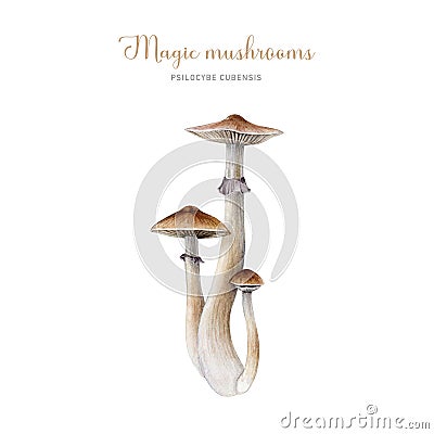 Psilocybe cubensis mushroom group. Watercolor illustration. Hand painted magic mushroom bunch isolated on white Cartoon Illustration