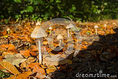 Psilocybe semilanceata - poisonous fungus in the forest Stock Photo