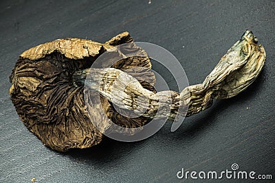 Psilocybin Mushroom 4 Stock Photo