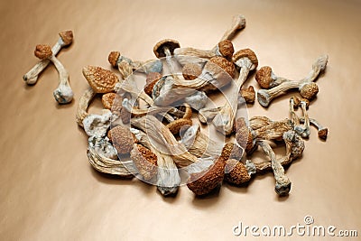 Psilocybin mushrooms close-up. Dried psilocybe cubensis on golden background Stock Photo