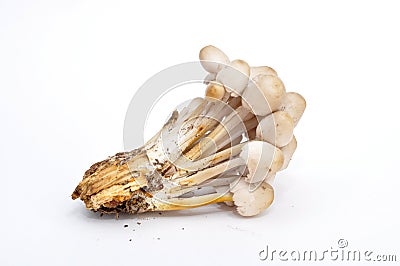 Psilocybin mushrooms Stock Photo