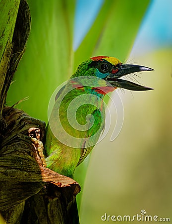 Psilopogon Megalaima mystacophanos - Red-throated Barbet bird in Megalaimidae, found in Brunei, Indonesia, Malaysia, Myanmar, Stock Photo