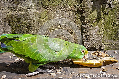 Green parrot eating banana Psittacoidea. Stock Photo