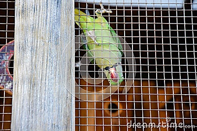 Psittacoidea parrot in a cage Stock Photo