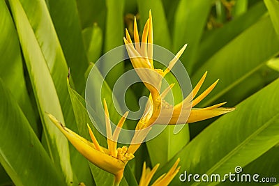 psittacorum flower Stock Photo