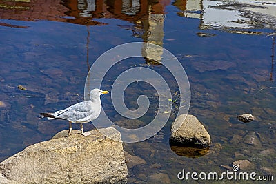 Pskov, a large gull on a rock in the middle of the Pskov river Stock Photo