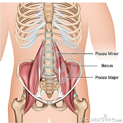 Psoas major muscle anatomy 3d medical vector illustration on white background Vector Illustration