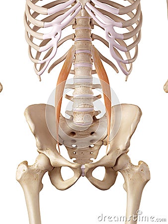 The psoas minor Cartoon Illustration