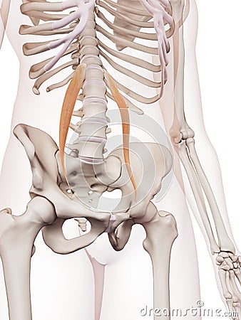 The psoas minor Cartoon Illustration