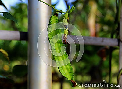 Psophocarpus tetragonolobus Stock Photo