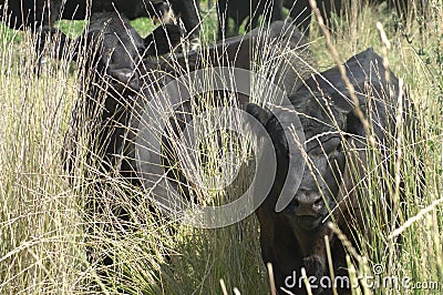 Psssst Do you think he sees us Stock Photo