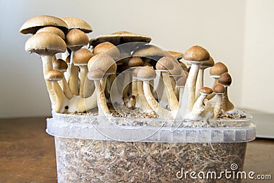 Psychedelic magic mushrooms growing at home, cultivation of psilocybin mushrooms Stock Photo