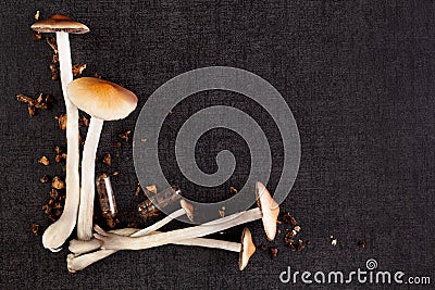 Psychedelic mushrooms with copy space. Stock Photo