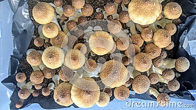 Monotub full of magic mushrooms Stock Photo