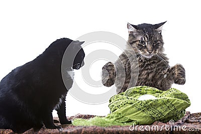 Psychic Cat Fortune Teller Stock Photo