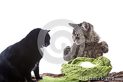 Psychic Cat Fortune Teller Stock Photo