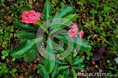 Psychotria poeppigiana plant in the Secret Gardens Stock Photo