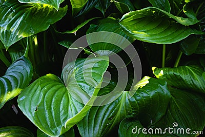 Psyllium hosta on the lawn in the park - A large green leaf - background Stock Photo