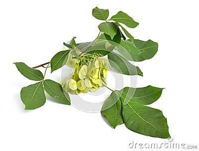 Ptelea trifoliata, commonly known as common hoptree, wafer ash, stinking ash, and skunk bush. Isolated on white Stock Photo